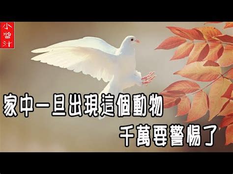 小鳥死在家門口|【家門口有死鳥】家門口有死鳥恐替人擋災 仍需當心